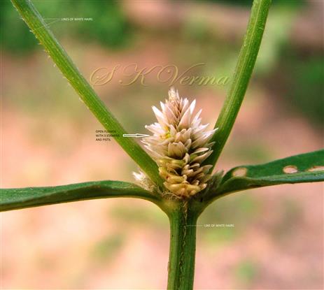  Inflorescence